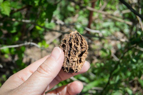 Nature plays tricks on the eyes—dried walnut shells look deceivingly like morel caps. (Channaly Philipp/The Epoch Times)