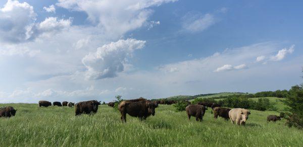 Bison roam the rolling, grass-covered dunes. (Crystal Shi/The Epoch Times)