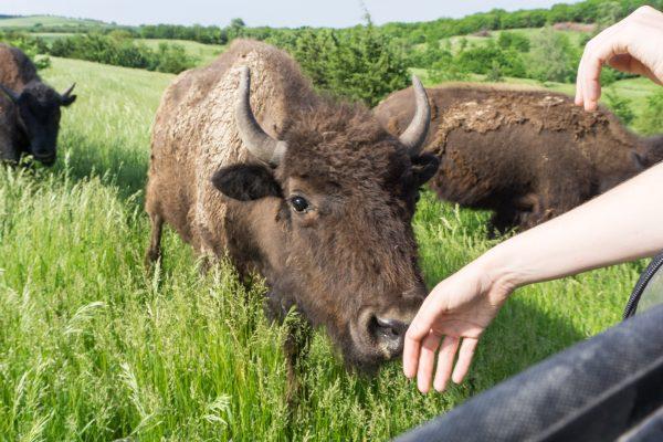 A bison tour at Comstock Lodge in Sargent, Neb. will bring you up close and personal with the curious creatures. (Crystal Shi/The Epoch Times)