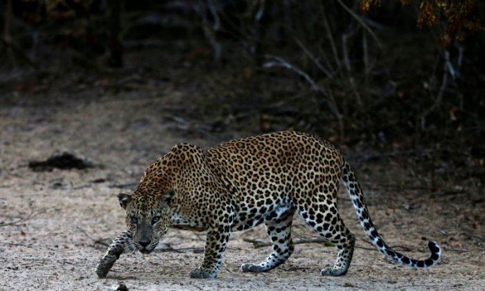 Sri Lankan Court Remands Villagers in Custody Over Beating to Death of Leopard