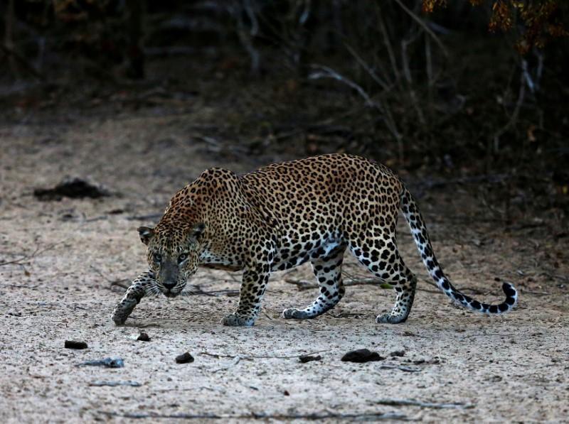Sri Lankan Court Remands Villagers in Custody Over Beating to Death of Leopard