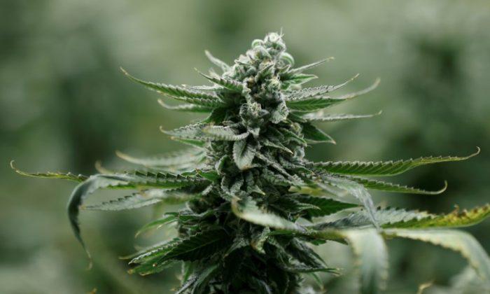 US Approves First Marijuana Plant-Derived Drug for Epilepsy
