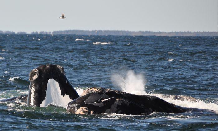 Right Whale Sightings Lead to More Fishing Closures off Atlantic Coast