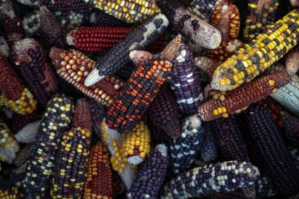 New varieties of corn, grown by associate professor Seth Murray at Texas A&M University to explore the variations of color, flavor, and taste. (REUTERS/Adrees Latif)