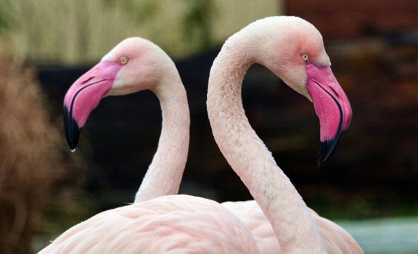 Flamingo at an Illinois Zoo Was Put Down After a Child Threw a Rock at It