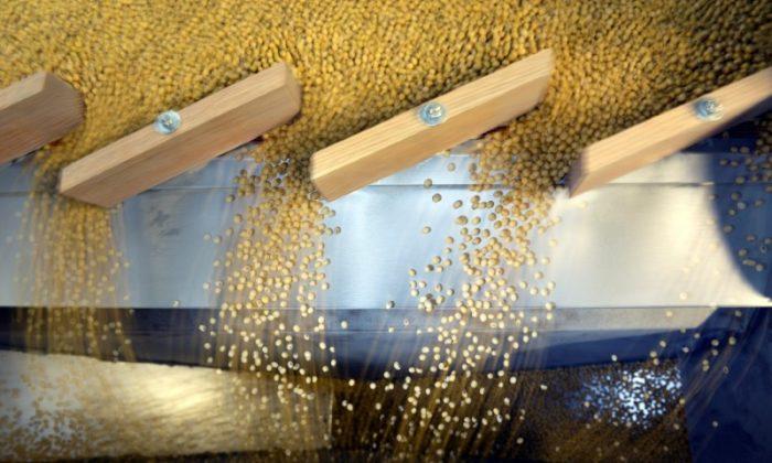 US Soy Acres Top Corn for the First Time Since 1983: USDA