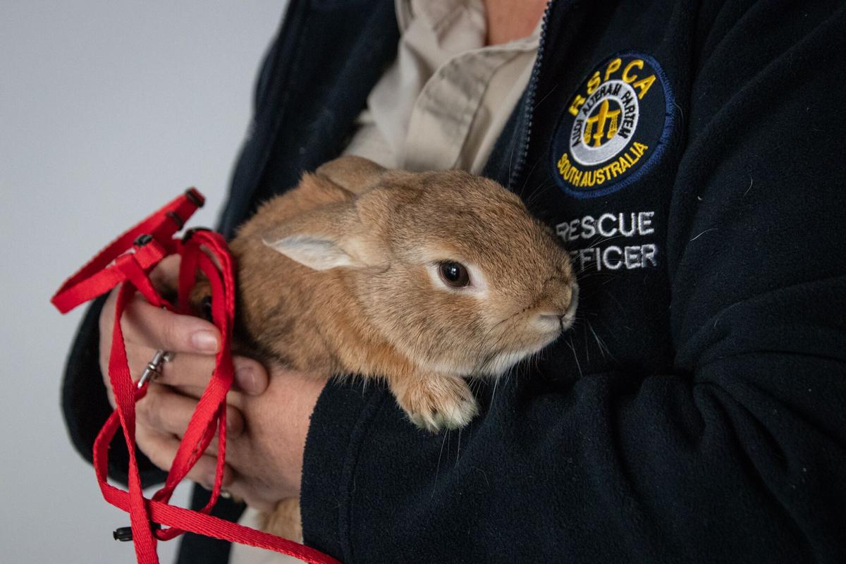 Abandoned rabbit being held by RSPCA officer, June 27, 2018. Photo/RSPCA