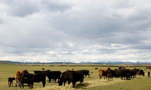 Canada to Offer Farmers Financial Incentives to Reduce Methane Emissions From Cow Burps