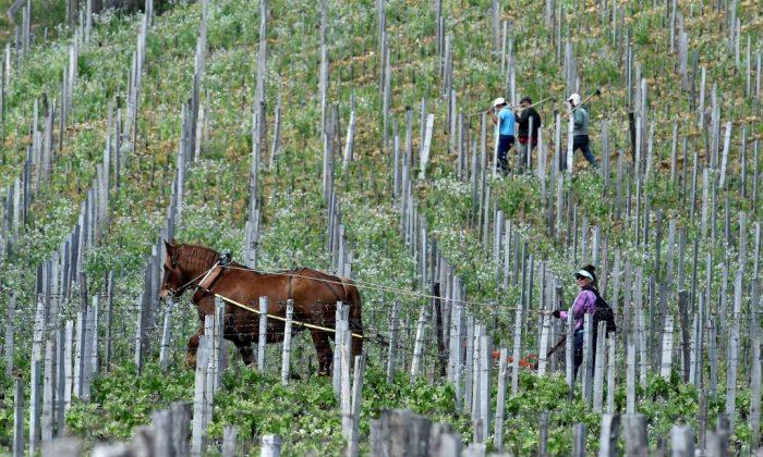 Chinese-Owned Vineyards in France Seized on Suspicion of Tax Fraud
