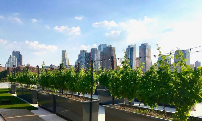 New Yorkers Relax at World’s First Rooftop Vineyard and Winery