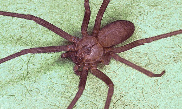Bitten Woman Finds Dozens of Poisonous Spiders in Her Home