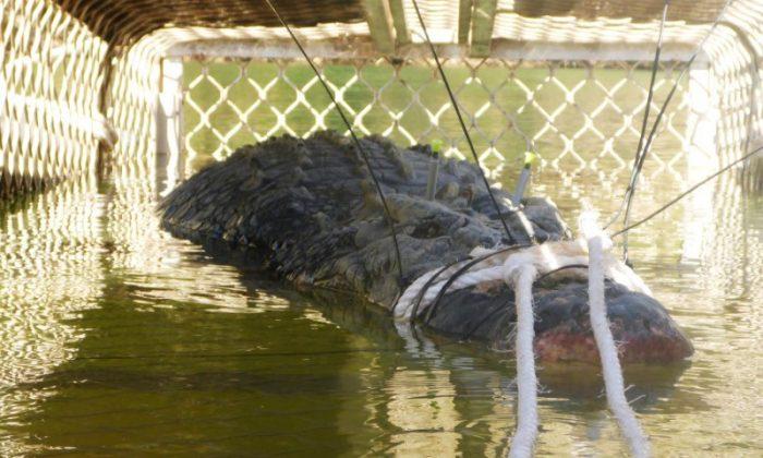 Giant Crocodile Captured in Australia to Stop It Going to Town