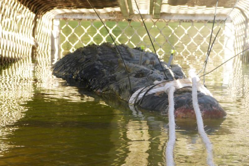Giant Crocodile Captured in Australia to Stop It Going to Town
