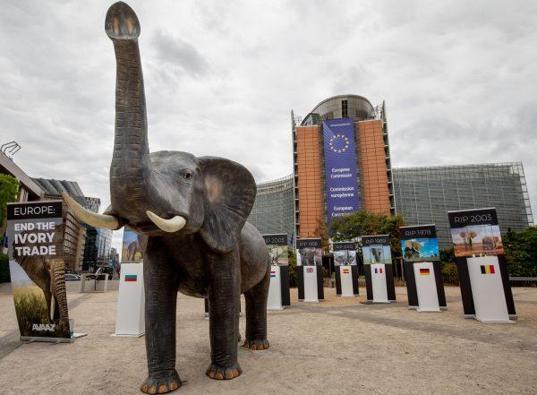 An exhibition at the European Parliament on Tuesday calling for a ban on ivory trade in Europe. (Avaaz)