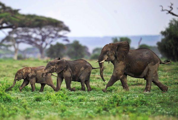 Elephant calves playing at the Amboseli game reserve, approximately 155 miles south of Nairobi. (Tony Karumba/AFP/Getty Images)