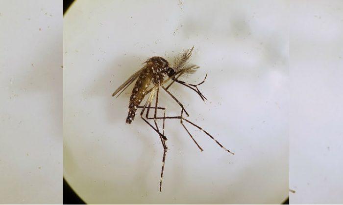 Landmark Mosquito Trial Decimates Dengue, Zika-Carrying Population