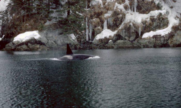 Pacific Northwest Killer Whales Threatened