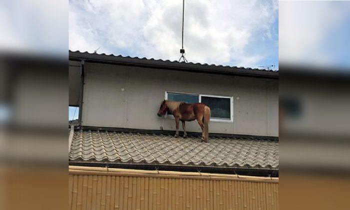 Miniature Horse Found on Roof After Japan Floods
