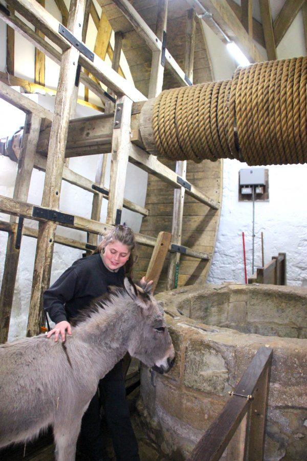 A tourist with Jack, the donkey, in Carisbrooke Castle's well house. (Wibke Carter)