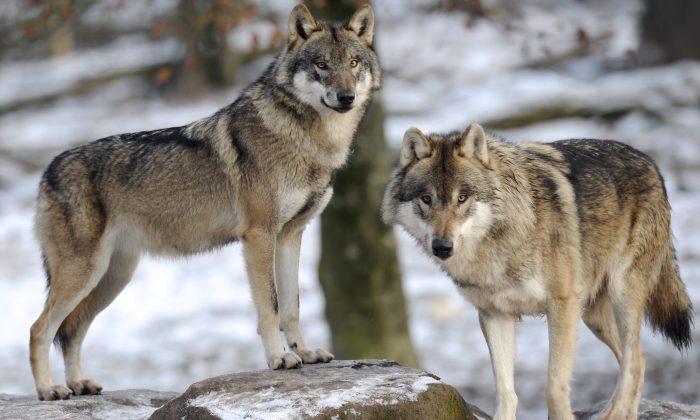 Committee Says It’s Time to Roll Back Endangered Species Protection for the Grey Wolf