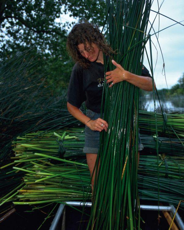 Irons aligns the freshly harvested bulrushes before bundling them into bolts. (Rush Matters)
