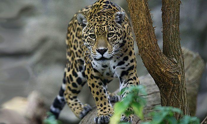 Jaguar Escapes Cage by Biting Through Fence