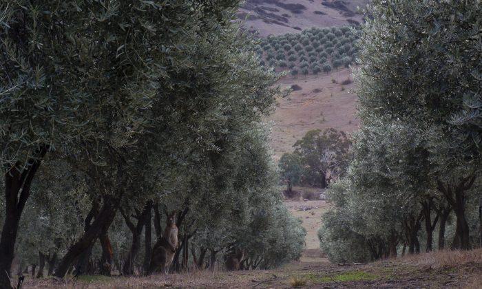 Premium Olive Oil Fresh From Australia