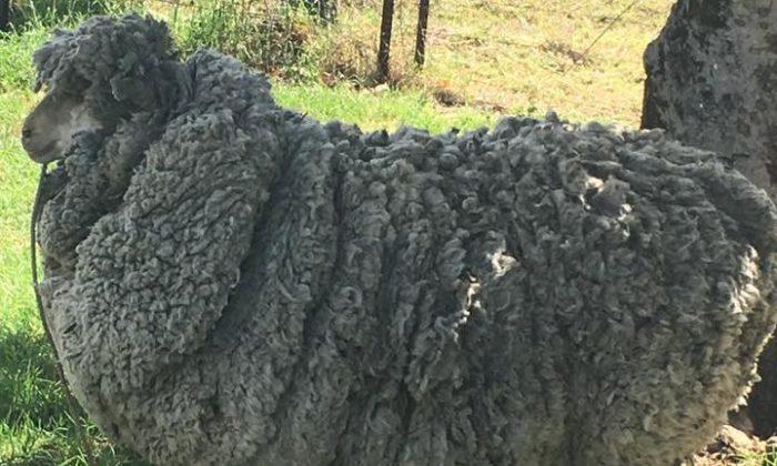 Shaggy Sheep Shorn of Massive Fleece in Australia