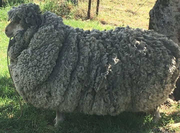 Shaggy Sheep Shorn of Massive Fleece in Australia