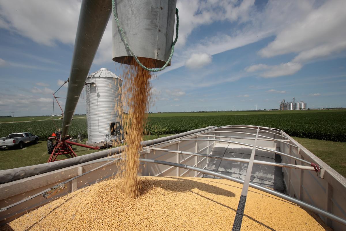 Farmer John Duffy loads soybeans from his grain bin onto a truck before taking them to a grain elevator in Dwight, Illinois, on June 13, 2018. (Scott Olson/Getty Images)
