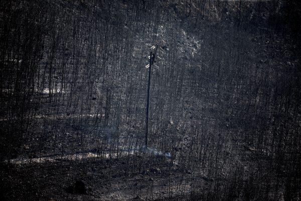 An electricity pole stands among burnt trees following a wildfire in Neos Voutzas, near Athens, Greece, July 25, 2018. (Reuters/Alkis Konstantinidis)