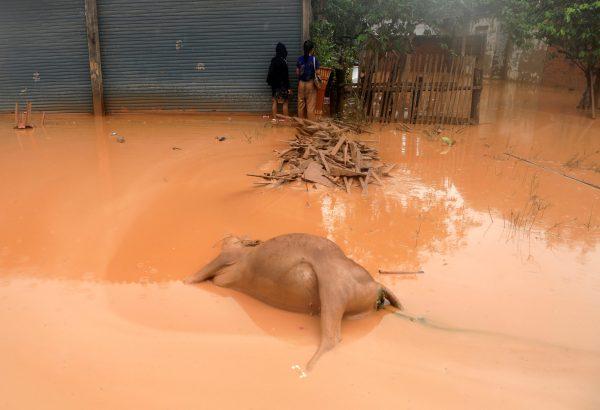 A dead buffalo is seen on a street during the flood after the Xepian-Xe Nam Noy hydropower dam collapsed in Attapeu province, Laos July 26, 2018. (Reuters/Soe Zeya Tun)