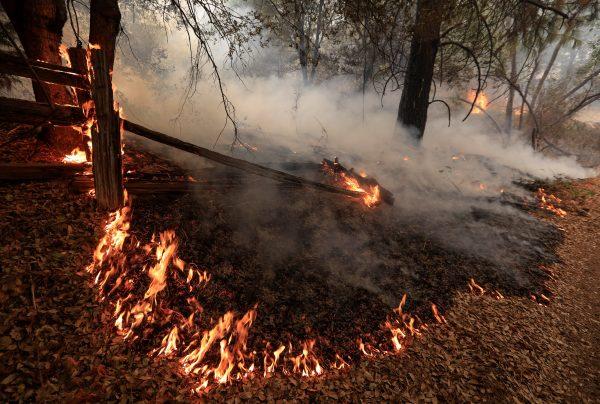 Underbrush burns on the south edge of the Carr Fire near Igo, California, U.S. July 29, 2018. (Reuters/Bob Strong)
