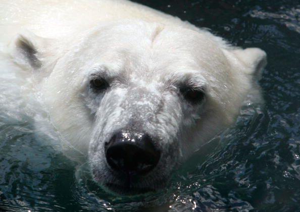 Polar Bear Killed After Attack on Island Off Northern Norway