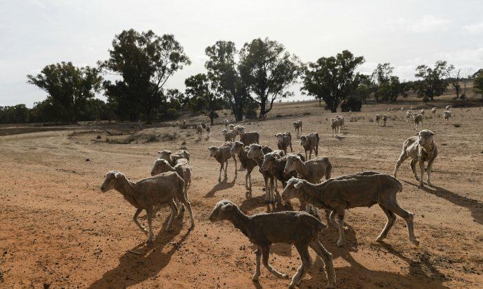NSW Government Announces Extra $500M for Drought Relief
