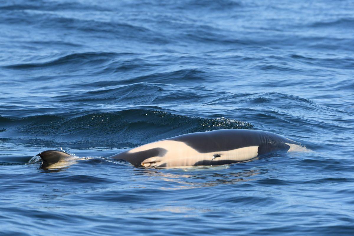Tahlequah’s calf was female—a double loss for the pod, which will need breeding females if manages to survive the next decade. (Dave Ellifrit, Center for Whale Research)
