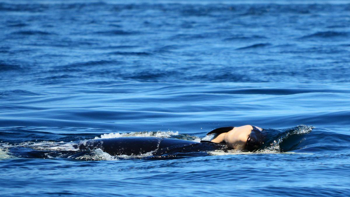 Tahlequah has been keeping her lost calf afloat for seven days as of July 31, 2018. (Michael Weiss, Center for Whale Research)