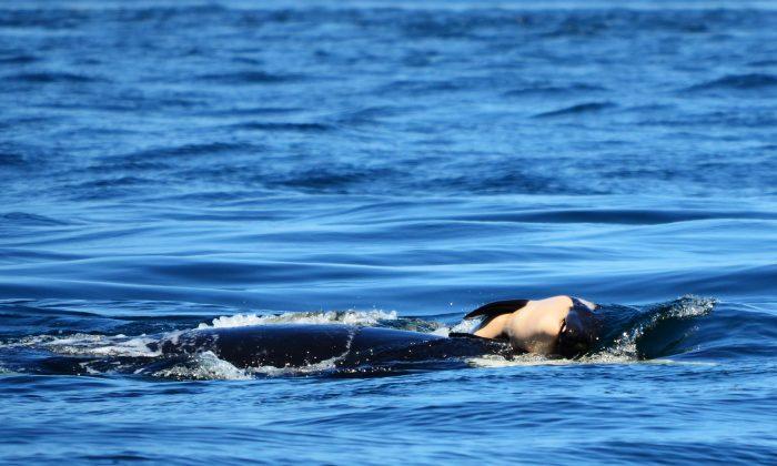 Mother Orca Refuses to Abandon Her Dead Baby