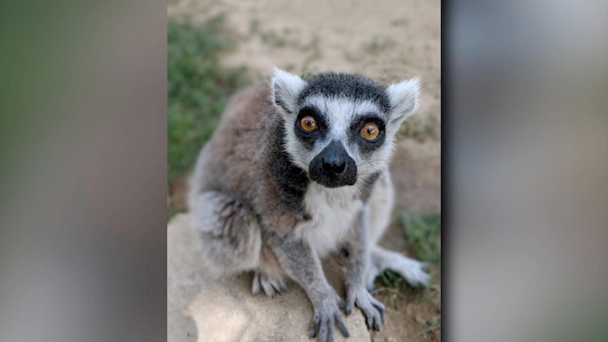 Santa Ana Zoo Hits the Road