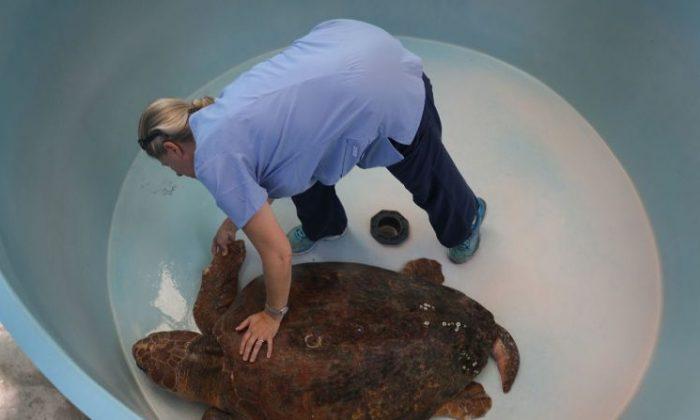 400 Dead Sea Turtles in Florida as Algae Crisis Continues
