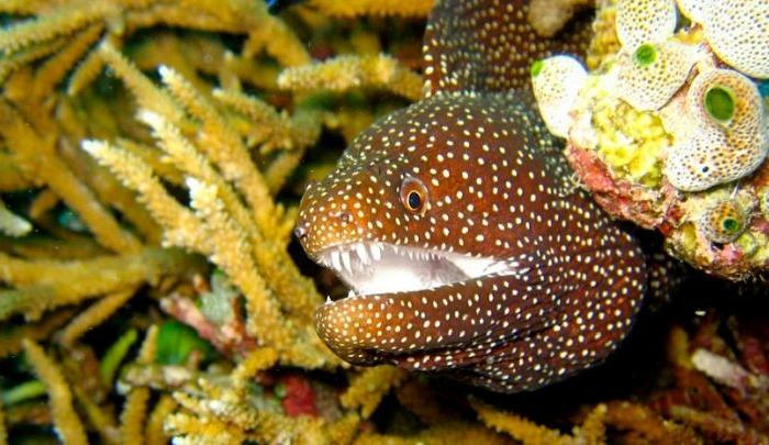 Eel Bites Tourist Vacationing in Hawaii: ‘There Was Blood Everywhere’