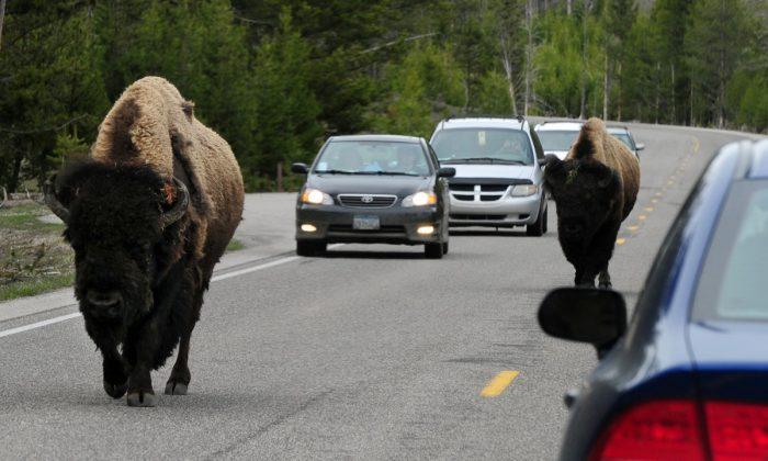 Man Arrested for Making Bison Charge Him at Yellowstone National Park