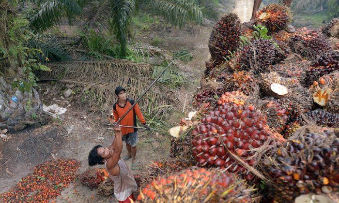 Indonesia Raises Palm Oil Export Levy Amid Domestic Cooking Oil Shortage