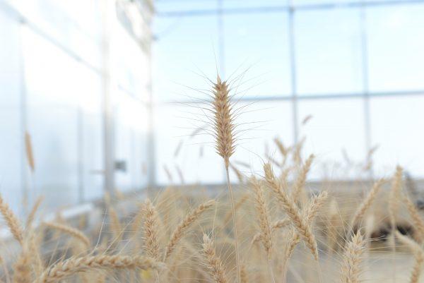 Mature high-fiber wheat plants are grown in a Calyxt greenhouse in New Brighton, Minn.; Dec. 14, 2016. (Calyxt/Handout via Reuters)