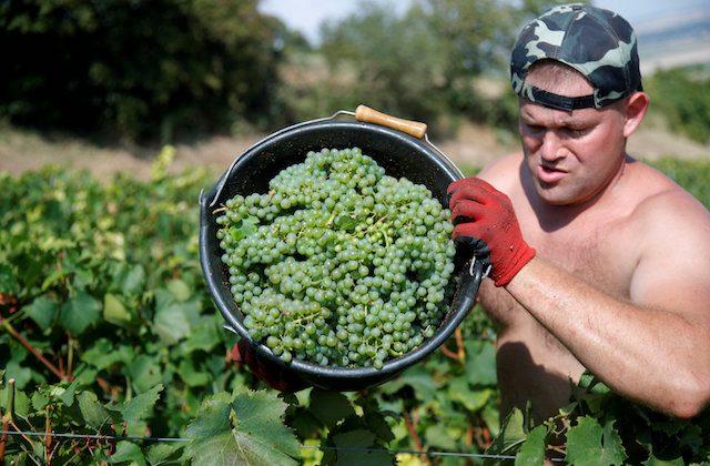 Santé! French Wine Output Set for Rebound as Harvest Races Ahead