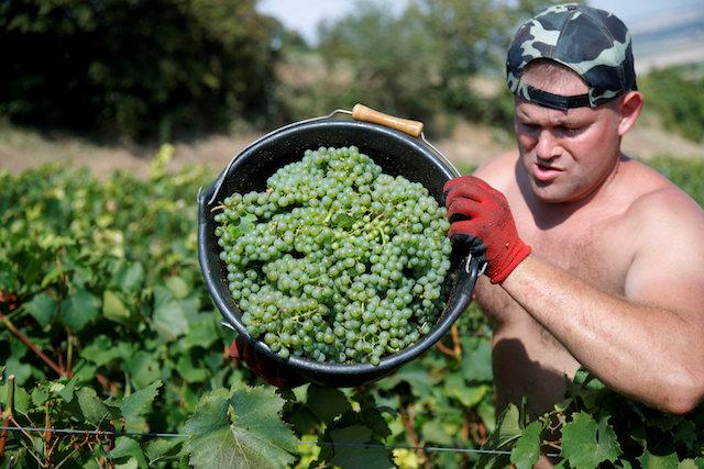 Santé! French Wine Output Set for Rebound as Harvest Races Ahead