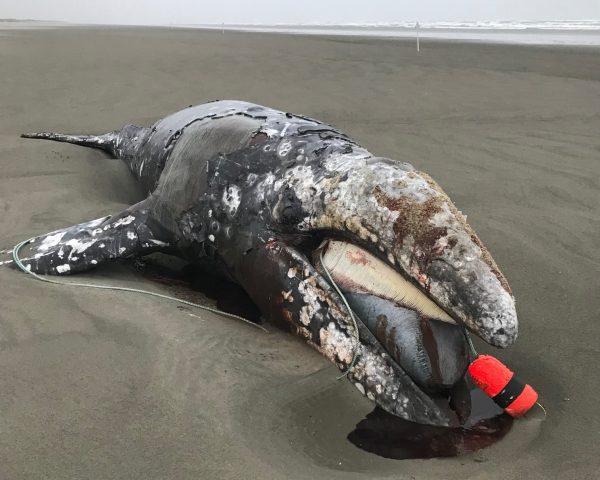 A male gray whale entangled in line from a crab trap stranded on the Long Beach Peninsula in southern Washington about April 13. (John Weldon, NOAA Fisheries)