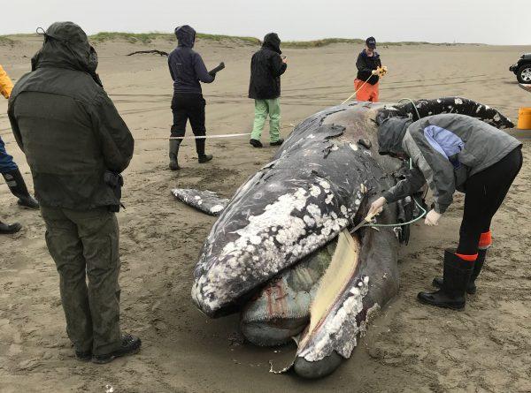Researchers examine the corpse of the gray whale which died after getting entangled in crab-fishing gear. (John Weldon, NOAA Fisheries)