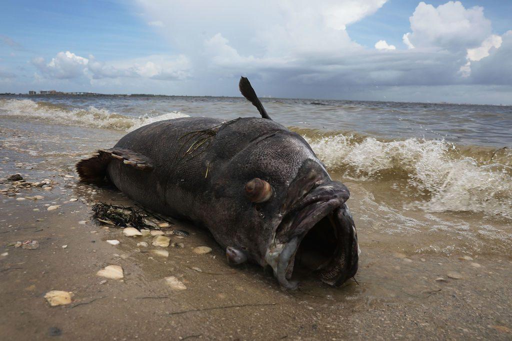 A Goliath grouper is seen washed ashore the Sanibel causeway after dying in a red tide in Sanibel, Florida on Aug. 1, 2018. (Photo by Joe Raedle/Getty Images)