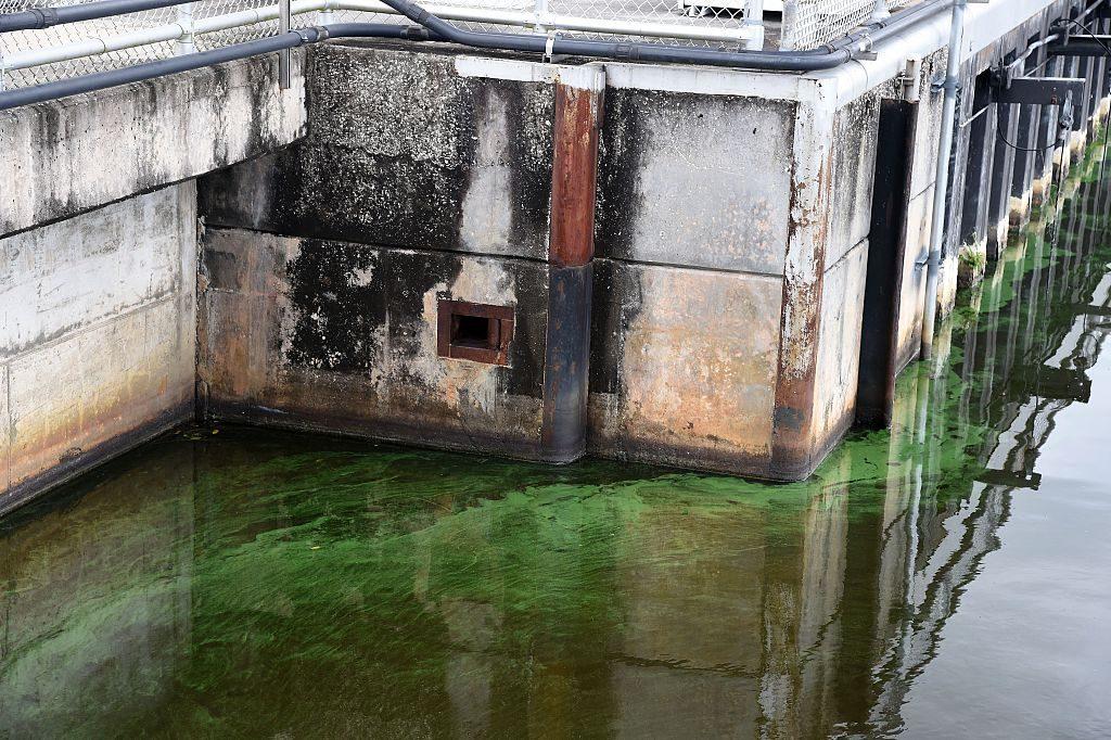 Water in the St. Lucie River is covered by a blue-green algae bloom plaguing the river as it accumulates at the St. Lucie Lock and Dam in Port Saint Lucie, Florida, on July 5, 2016. (Rhona Wise/AFP/Getty Images)